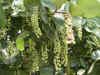 sanibel_seagrapes7377_web.jpg (94582 bytes)