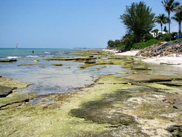 Limestone rock at Point-of-Rocks, Siesta Key, Florida.