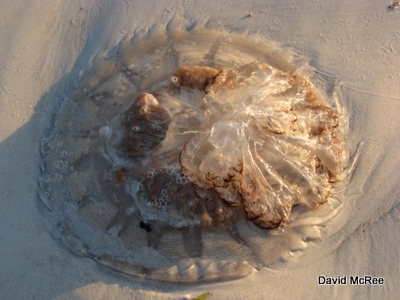 mushroom cap jellyfish 